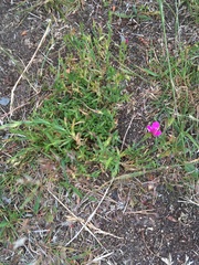 Dianthus deltoides deltoides