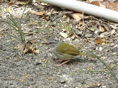 Arremonops chloronotus