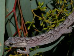 Eucalyptus largiflorens