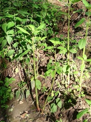 Impatiens glandulifera
