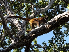 Ateles geoffroyi vellerosus