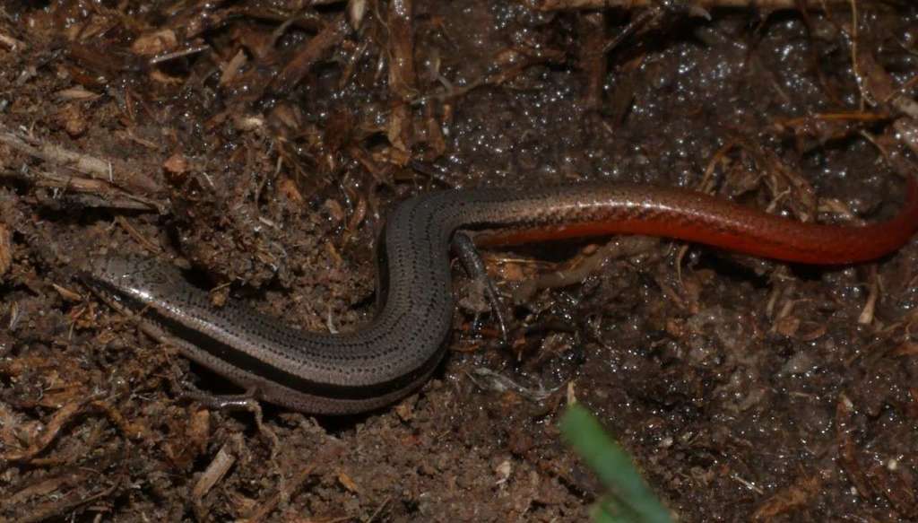 South-eastern Slider