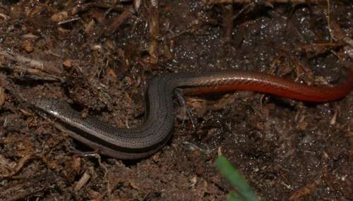 South-eastern Slider