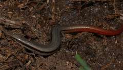 South-Eastern Slider photo 2