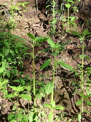 Impatiens glandulifera