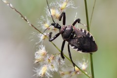 Apiomerus floridensis