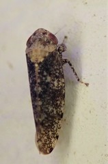 Paraphlepsius collitus