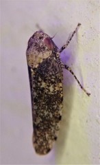 Paraphlepsius collitus