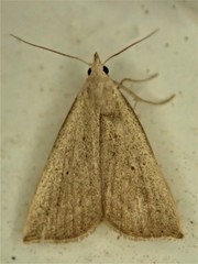 Macrochilo louisiana