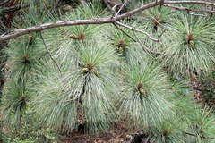 Pinus engelmannii