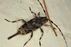 Graphisurus fasciatus
