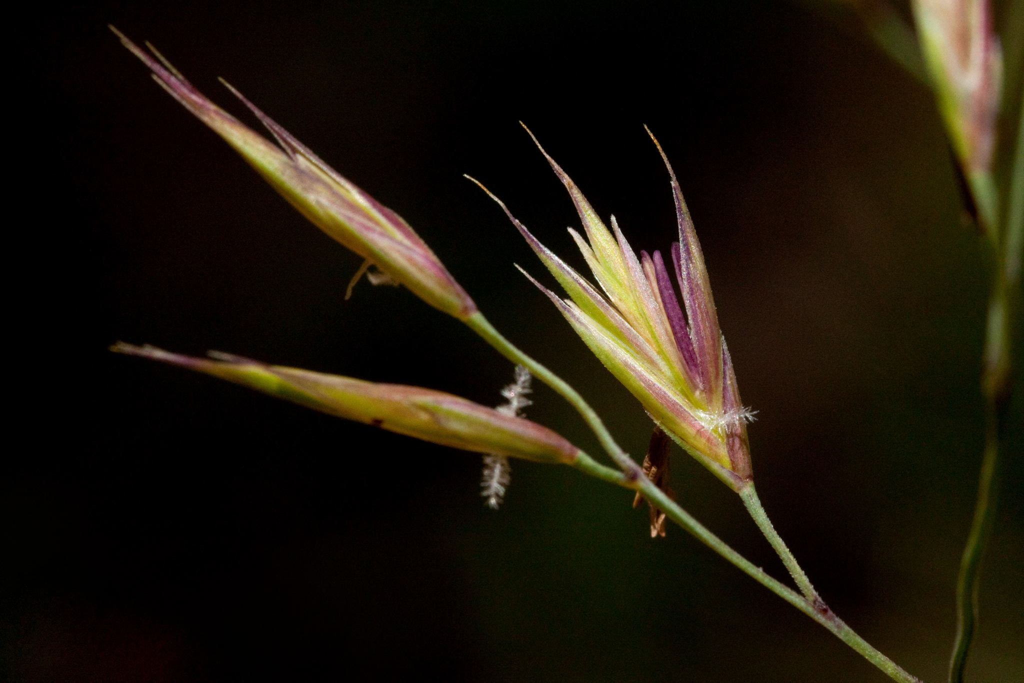 Festuca arizonica