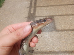 Plestiodon laticeps