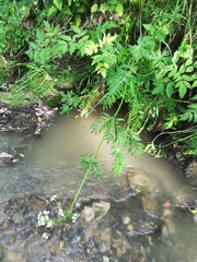 Valeriana officinalis