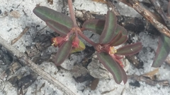 Euphorbia cumulicola