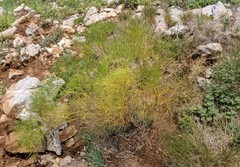 Prangos trifida