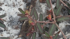 Image of Euphorbia cumulicola