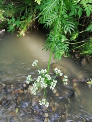 Valeriana officinalis