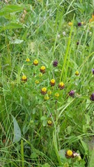 Trifolium spadiceum