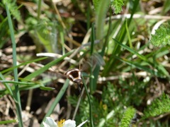 Bombylius pygmaeus