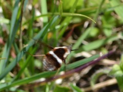 Bombylius pygmaeus