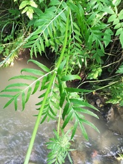 Valeriana officinalis