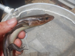 Plestiodon laticeps
