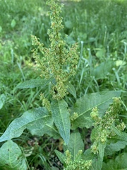Rumex obtusifolius