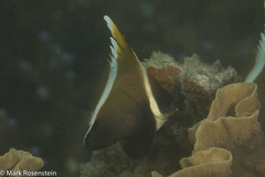 Heniochus varius