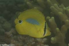 Chaetodon plebeius