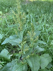 Rumex obtusifolius