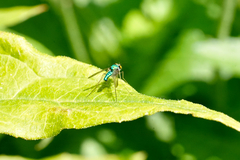 Condylostylus comatus