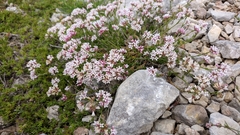 Asperula supina caespitans