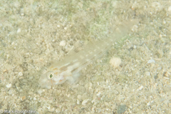 Gnatholepis cauerensis