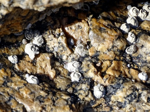 Northern Acorn Barnacle, photo 8 of 9