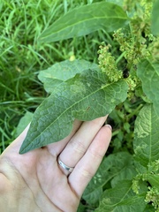 Rumex obtusifolius