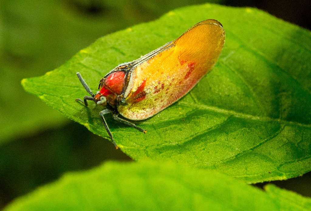 Ityraea gregoryi