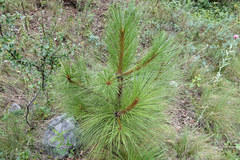 Pinus engelmannii