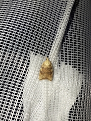 Aleimma loeflingiana