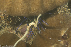 Panulirus versicolor image