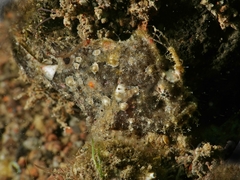 Nudiantennarius subteres