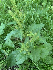 Rumex obtusifolius
