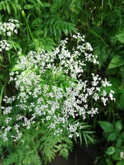Anthriscus sylvestris