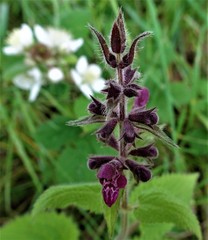 Stachys sylvatica