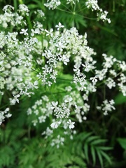 Anthriscus sylvestris