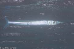 Hyporhamphus dussumieri