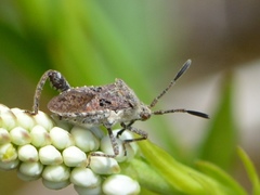 Merocoris distinctus