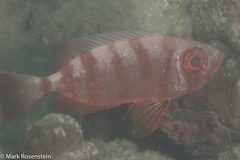 Priacanthidae