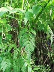 Anthriscus sylvestris