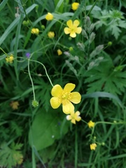 Ranunculus acris
